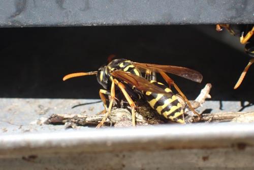 Polistes dominula